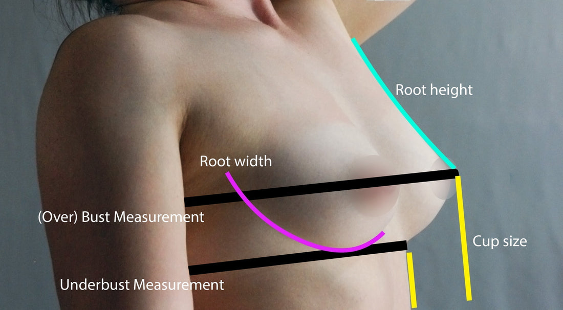 Understanding Breast Shapes: Projected vs. Shallow, Wide vs. Narrow Root, and More